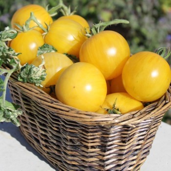 Neu! Tomate Dwarf Walter’s Fancy (panaschiert) (Samen)