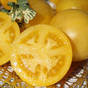 Neu! Tomate Dwarf Walter’s Fancy (panaschiert) (Samen)