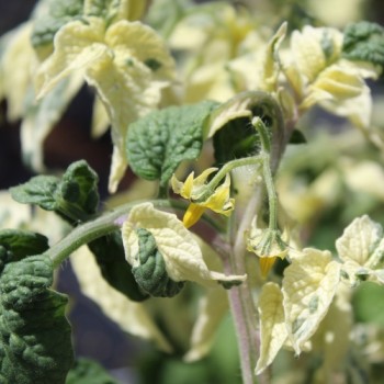Neu! Tomate Dwarf Walter’s Fancy (panaschiert) (Samen)