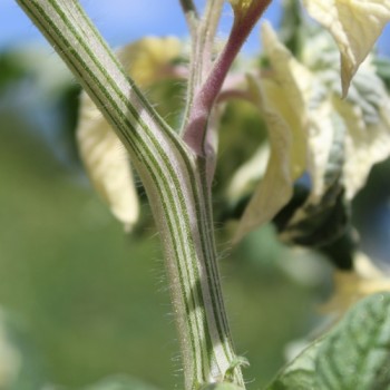 Neu! Tomate Dwarf Walter’s Fancy (panaschiert) (Samen)