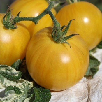 Neu! Tomate Dwarf Walter’s Fancy (panaschiert) (Samen)