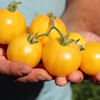 Neu! Tomate Dwarf Walter’s Fancy (panaschiert) (Samen)