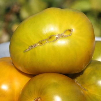 Tomate Emerald Apple (Samen)
