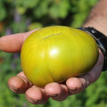 Tomate Emerald Apple (Samen)
