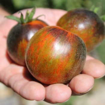 Tomate Extravagante Rouffiange (Samen)