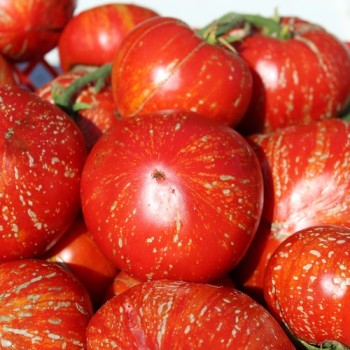 Tomate Feuerwerk (Samen)