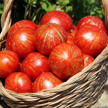 Tomate Feuerwerk (Samen)