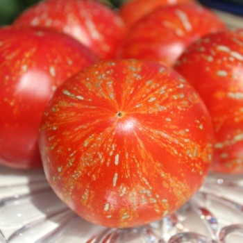 Tomate Feuerwerk (Samen)