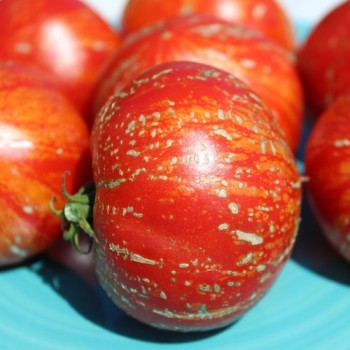 Tomate Feuerwerk (Samen)