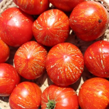 Tomate Feuerwerk (Samen)