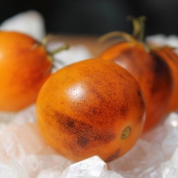 Tomate Fruity (Samen)