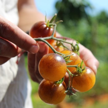 Tomate Fruity (Samen)