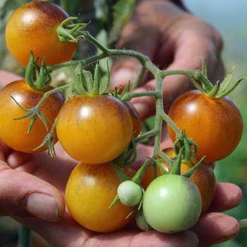 Tomate Fruity (Samen)