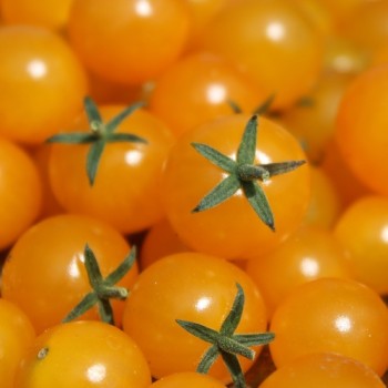 Wildtomate Gelbes Sternchen (Freilandsorte) (Samen)