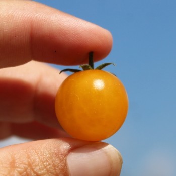 Wildtomate Gelbes Sternchen (Freilandsorte) (Samen)
