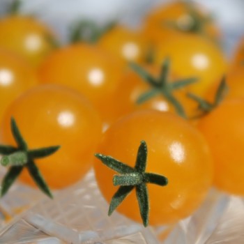 Wildtomate Gelbes Sternchen (Freilandsorte) (Samen)