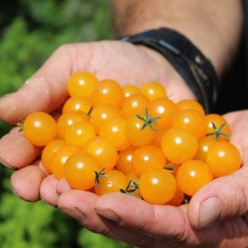 Wildtomate Gelbes Sternchen (Freilandsorte) (Samen)