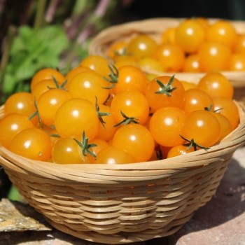 Wildtomate Gelbes Sternchen (Freilandsorte) (Samen)