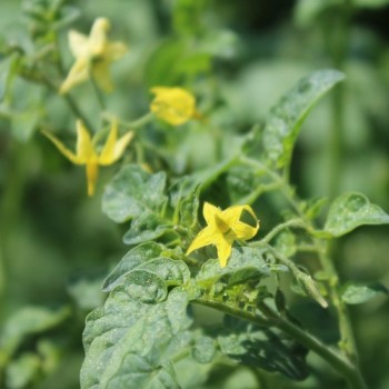 Wildtomate Gelbes Sternchen (Freilandsorte) (Samen)