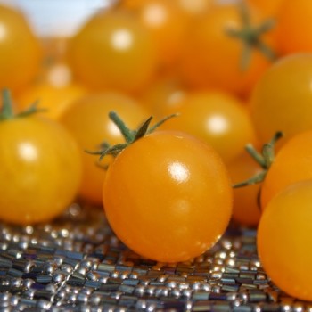 Wildtomate Gelbes Sternchen (Freilandsorte) (Samen)