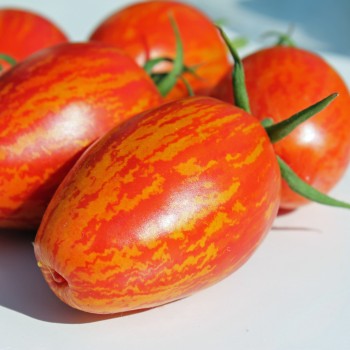 Tomate Geraldine  (Samen)