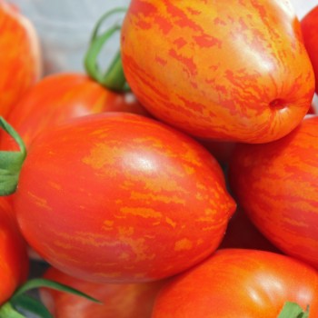 Tomate Geraldine  (Samen)