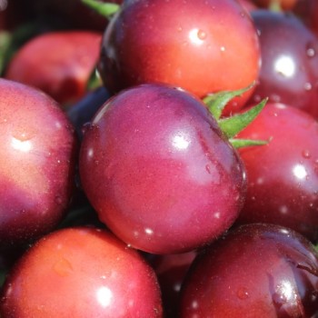 Tomate Glossy Rose Blue (Samen)