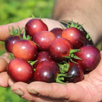 Tomate Glossy Rose Blue (Samen)