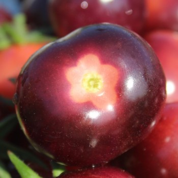 Tomate Glossy Rose Blue (Samen)