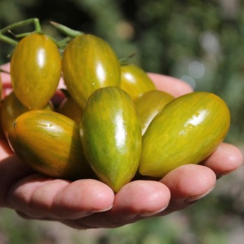 Tomate Green Tiger (Buschtomate) (Samen)