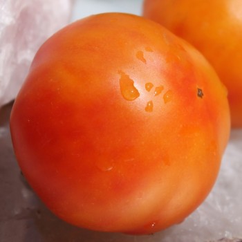 Tomate Hillbilly (Samen)