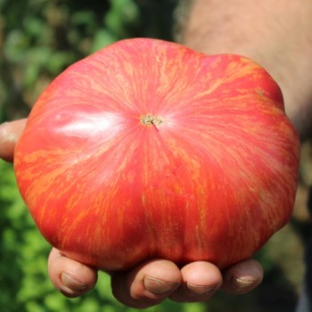 Tomate Jazz (Samen)