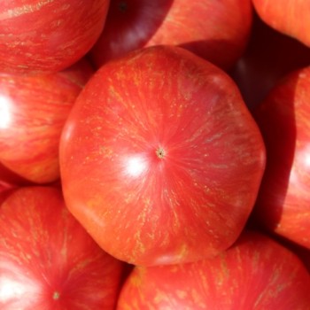 Tomate Jazz (Samen)