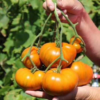 Neu! Tomate Jipaulia (Samen)