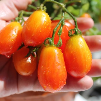 Tomate Laura (Zwergtomate) (Samen)