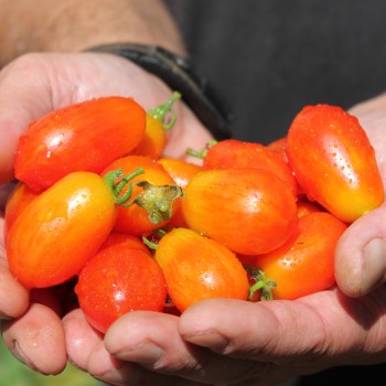 Tomate Laura (Zwergtomate) (Samen)