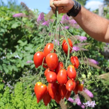 Tomate Legenda Tarasenko (Multiflora)  (Samen)