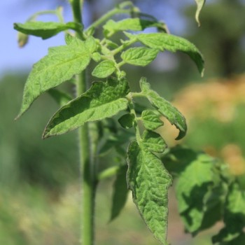 Tomate Librazhd Albanien (Samen)