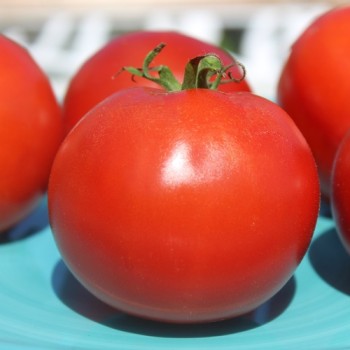 Tomate Librazhd Albanien (Samen)