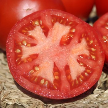 Tomate Librazhd Albanien (Samen)