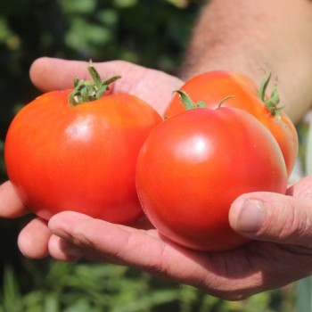 Tomate Librazhd Albanien (Samen)