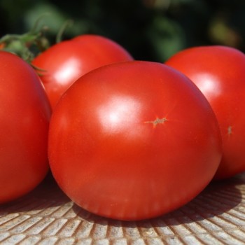 Tomate Librazhd Albanien (Samen)