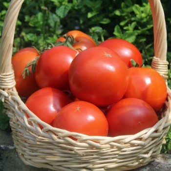 Tomate Librazhd Albanien (Samen)