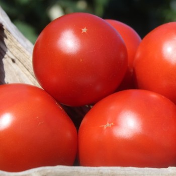 Tomate Librazhd Albanien (Samen)