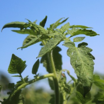 Tomate Lithium Sunset (Samen)