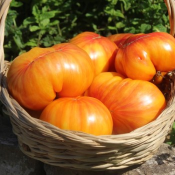 Tomate Lithium Sunset (Samen)