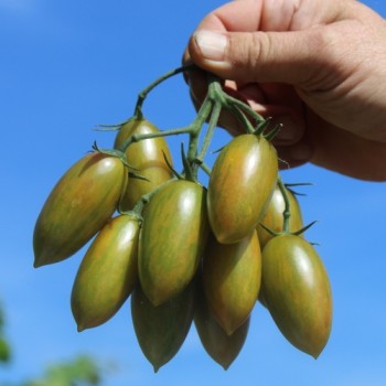 Tomate Lucky Tiger (Buschtomate) (Samen)