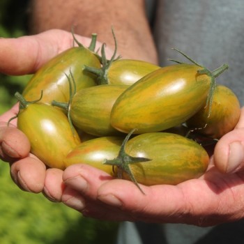 Tomate Lucky Tiger (Buschtomate) (Samen)