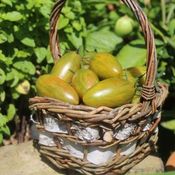 Tomate Lucky Tiger (Buschtomate) (Samen)
