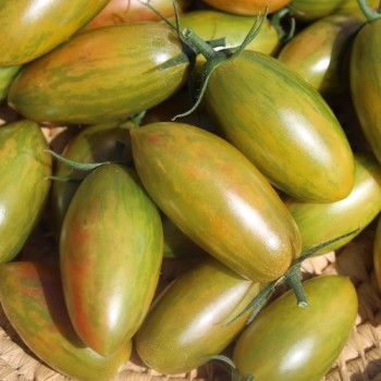 Tomate Lucky Tiger (Buschtomate) (Samen)